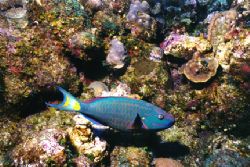 Stoplight Parrotfish. Taken off Providenciales, Turks and... by Matthew Shanley 